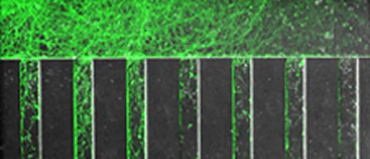 ES Cell Cultivating Structure